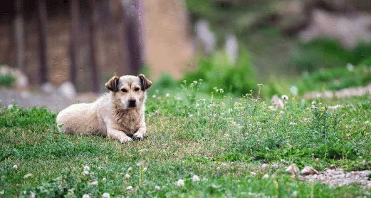 plantes arbres dangereux pour chien