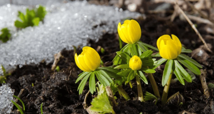 plantes arbres dangereux pour chien