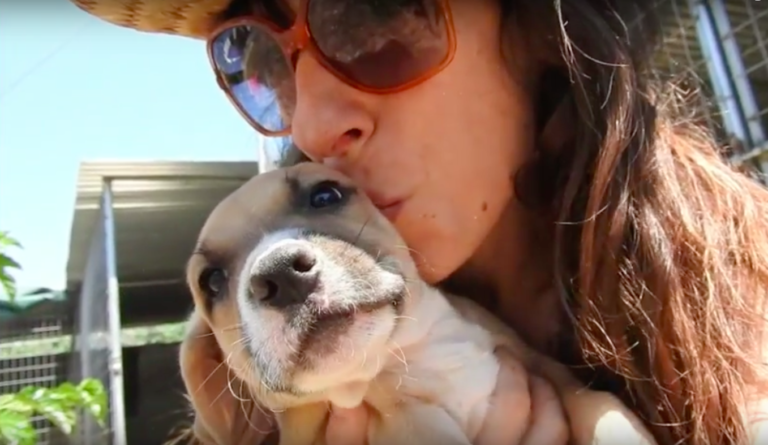 chienne abandonnée