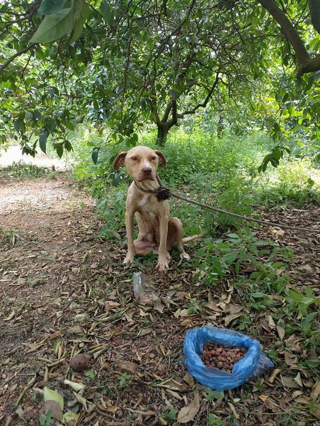 chien abandonné