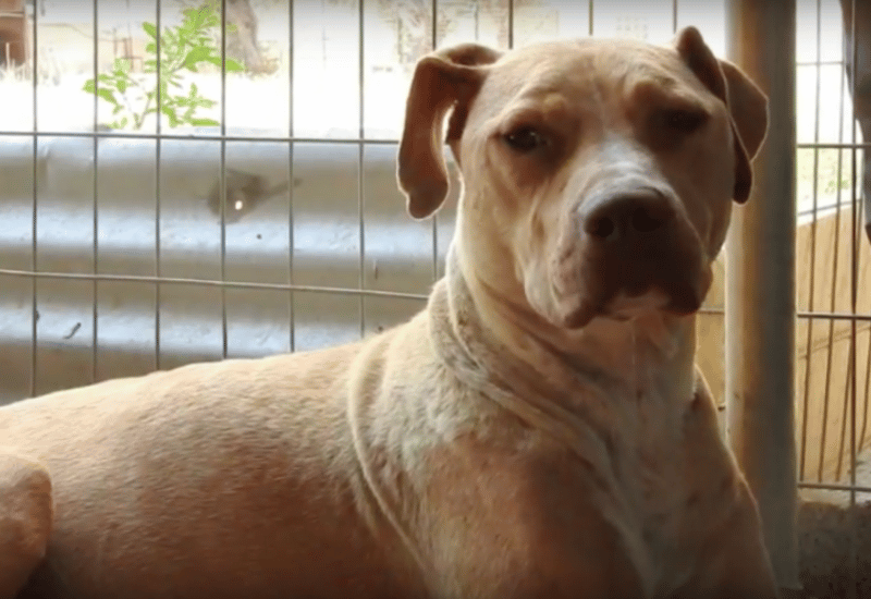 chienne abandonnée