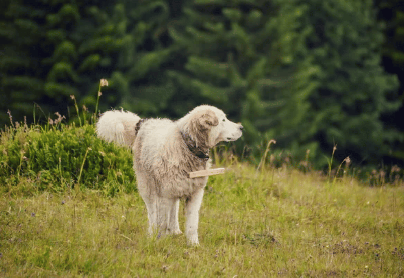 plantes arbres dangereux pour chien