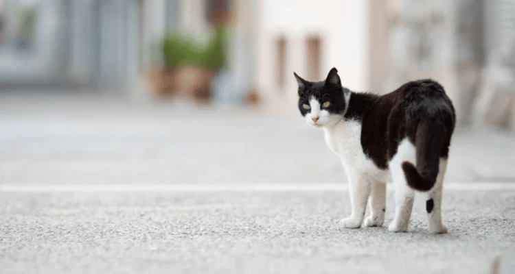 Campagne de stérilisation des chats errants