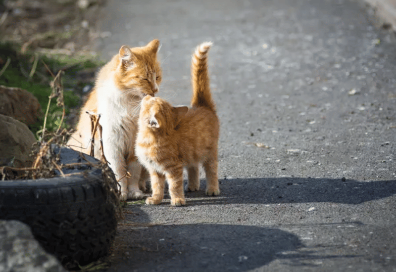 Campagne de stérilisation des chats errants