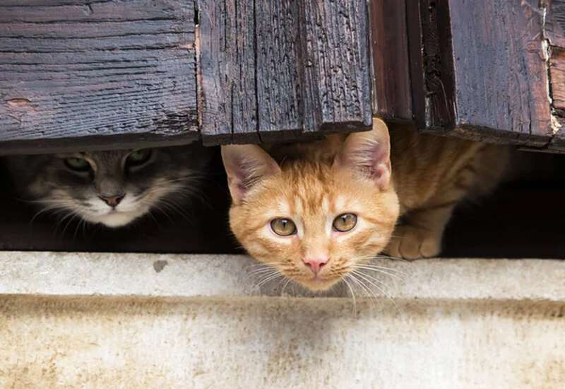 chats domestiques