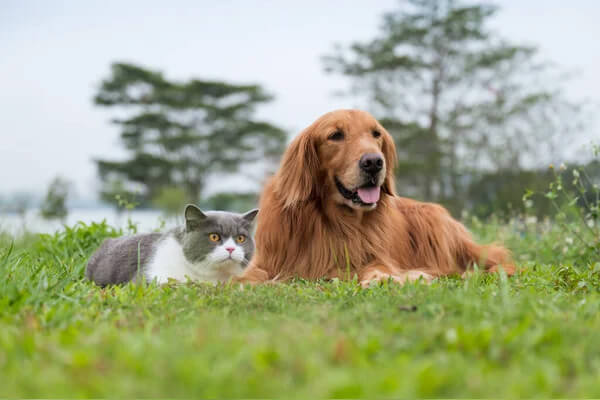 rencontre chaton et chiot