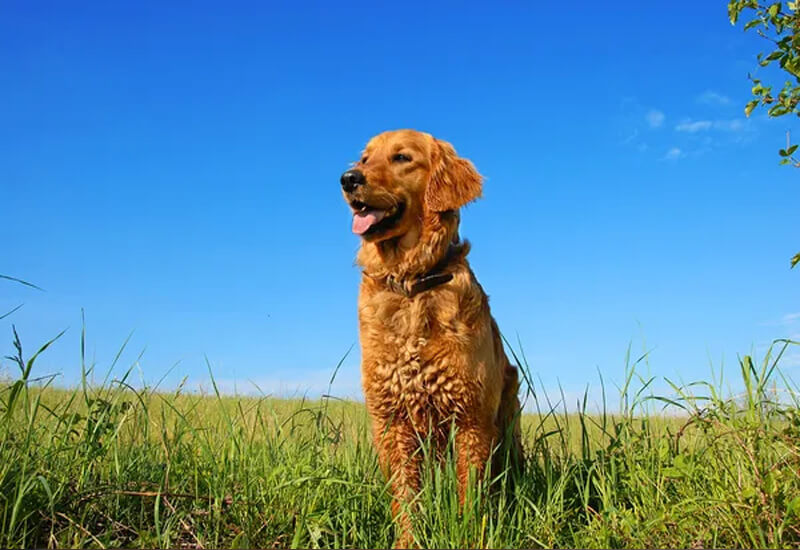 adoption responsable d'animaux