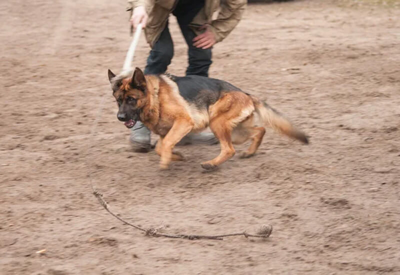 Formation des forces de l'ordre