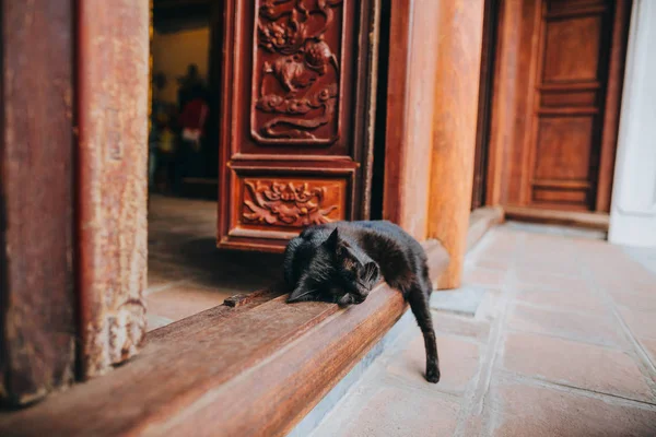 laisser un chat seul pendant les vacances