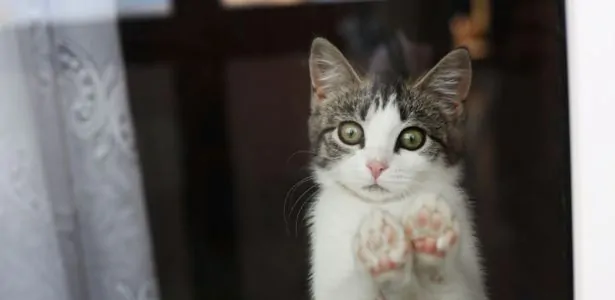 laisser un chat seul pendant les vacances