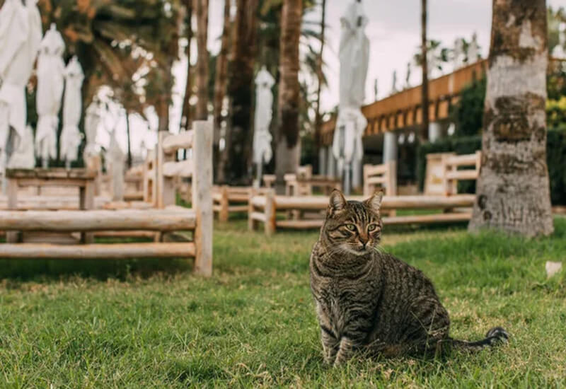 laisser un chat seul pendant les vacances