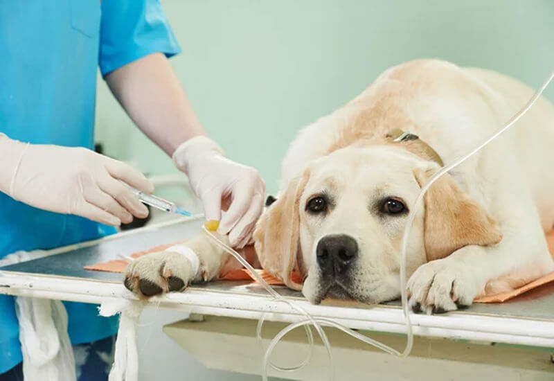 frais vétérinaire pour chien