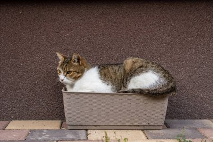 chat besoins hors litière