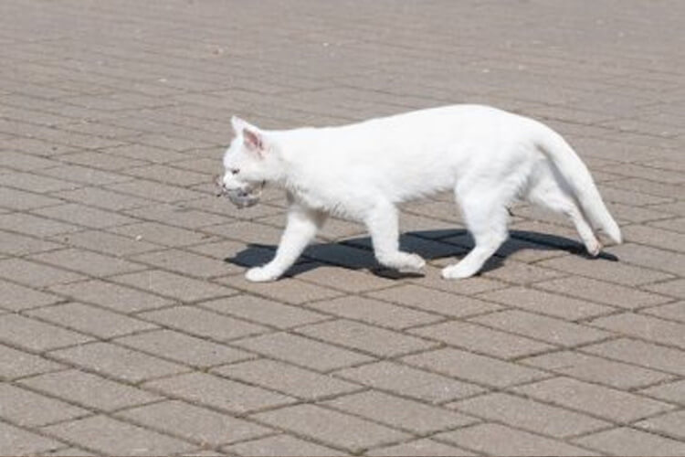 chat besoins hors litière