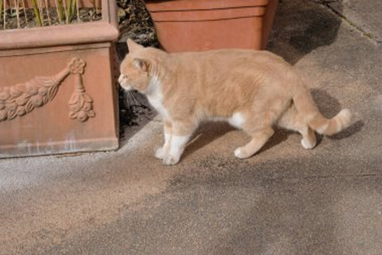 chat besoins hors litière