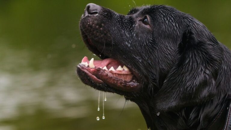 Rive-de-Gier Il plonge dans une rivière en crue pour sauver son chien au péril de sa vie