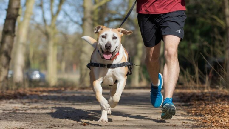 Labrador Retriever beige courant à côté d'une personne lors d'une promenade sportive en extérieur