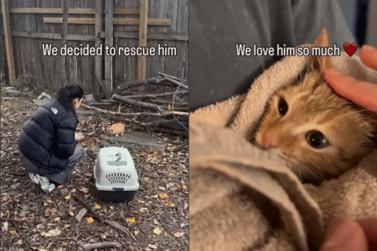 Une femme sauve un chat roux errant en le plaçant dans une cage de transport, suivi d'une image du chat au chaud dans une couverture.