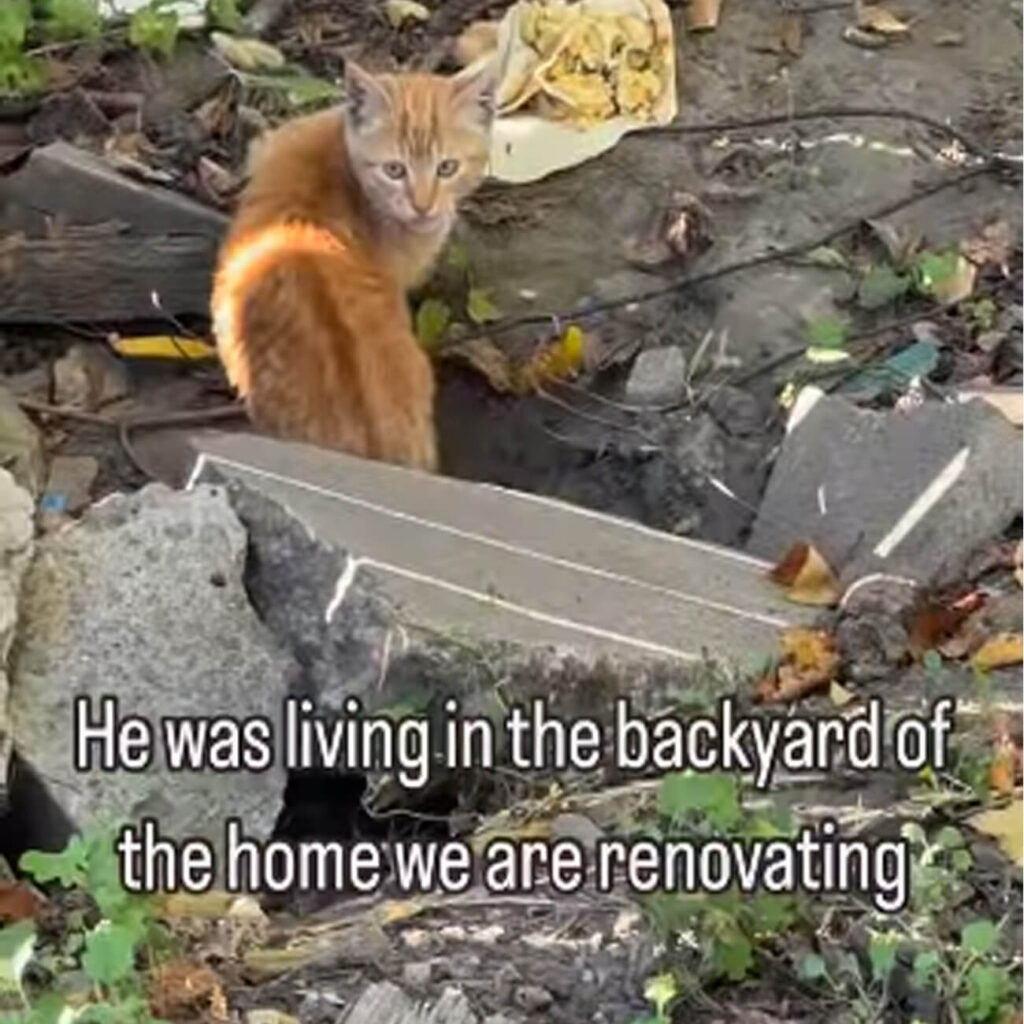 Un chat roux trouvé vivant dans l’arrière-cour d’une maison en cours de rénovation, entouré de débris