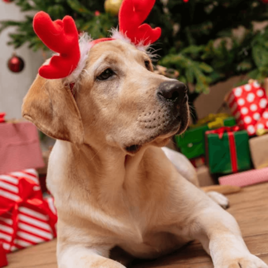 Un chiot portant des bois de renne devant un sapin de Noël, symbolisant l’adoption d’animaux pendant les fêtes avec responsabilité.