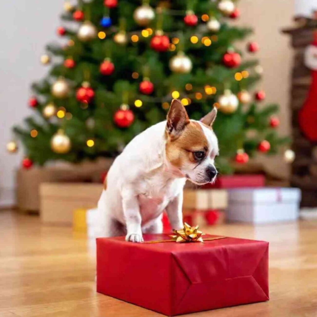 Chien curieux ouvrant un cadeau rouge devant un sapin de Noël décoré avec des lumières scintillantes.