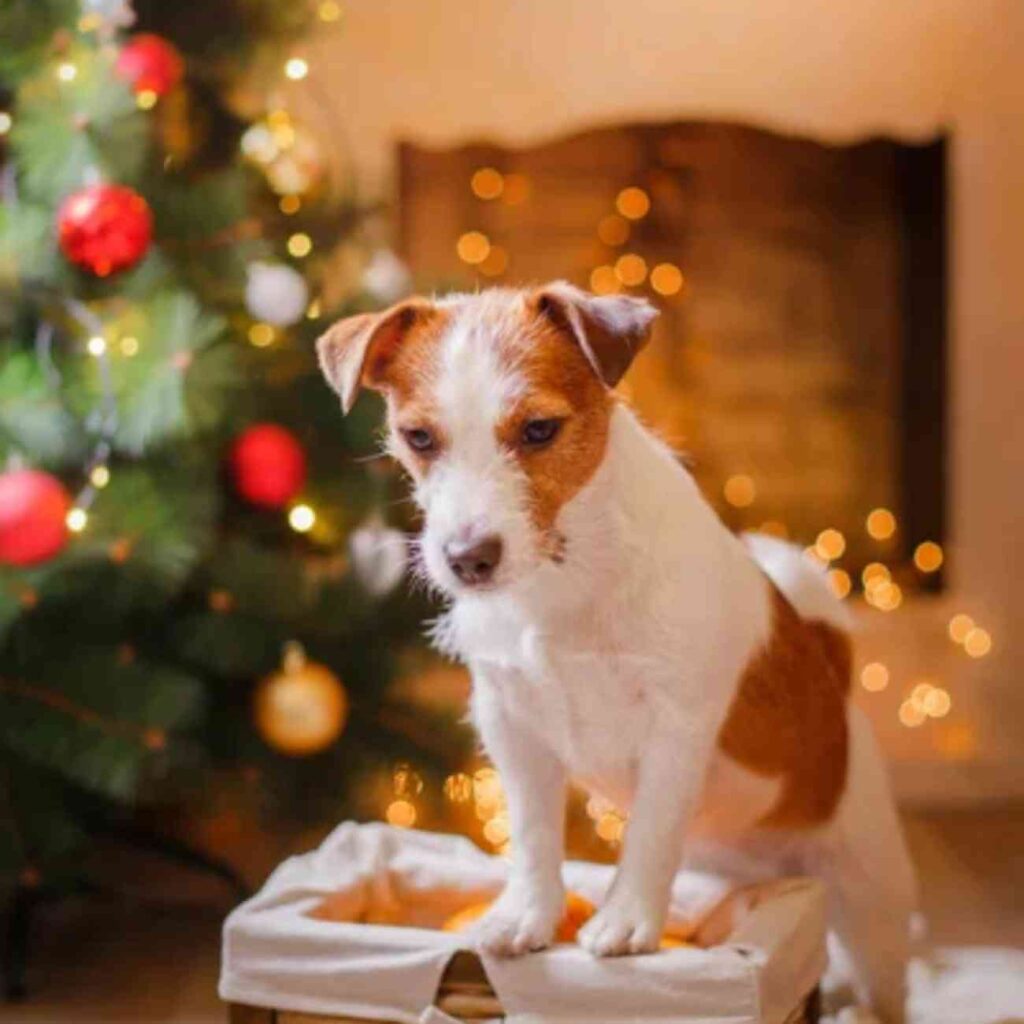 Petit chien devant un sapin de Noël décoré, entouré de lumières festives et de cadeaux.