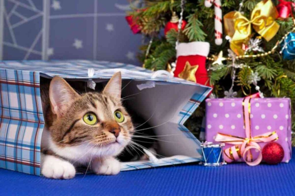 Chat se reposant sur un coussin près de cadeaux de Noël, symbolisant des idées de cadeaux parfaites pour chats durant les fêtes.