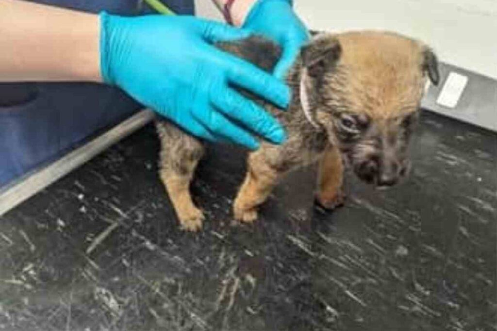 Un chiot abandonné, recroquevillé au sol, tenu par une personne qui tente de lui venir en aide. L’image illustre la négligence animale et l’intervention pour sauver les animaux en détresse.