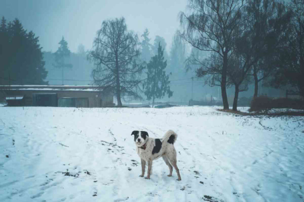 Chiens dans un paysage enneigé avec de la neige qui tombe, représentant les conditions hivernales et les précautions nécessaires pour protéger les animaux de compagnie.