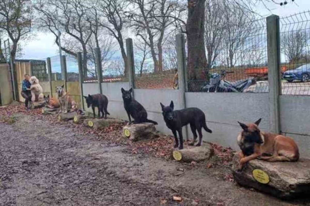 Russel (grand caniche), Gala et Hunter (malinois), Oupette (yorkshire), Lick, Mess et Soli (bergers hollandais), ainsi qu’Usel (berger belge) posent fièrement sur des rochers à leur nom, encadrés par Gwendoline et Mickaël Cargouët au centre "Trésors animaliers".