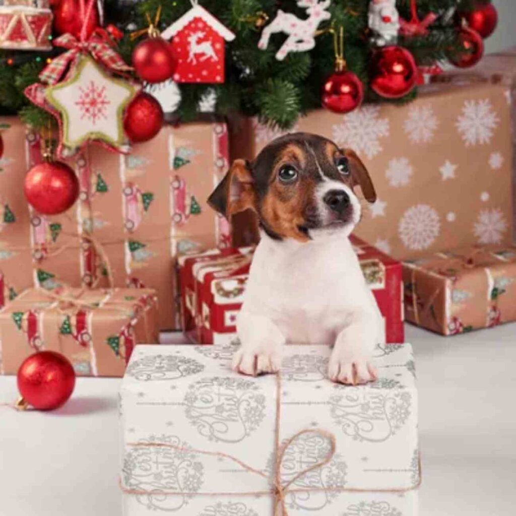 Chien assis près de cadeaux de Noël joliment emballés, avec un sapin décoré en arrière-plan