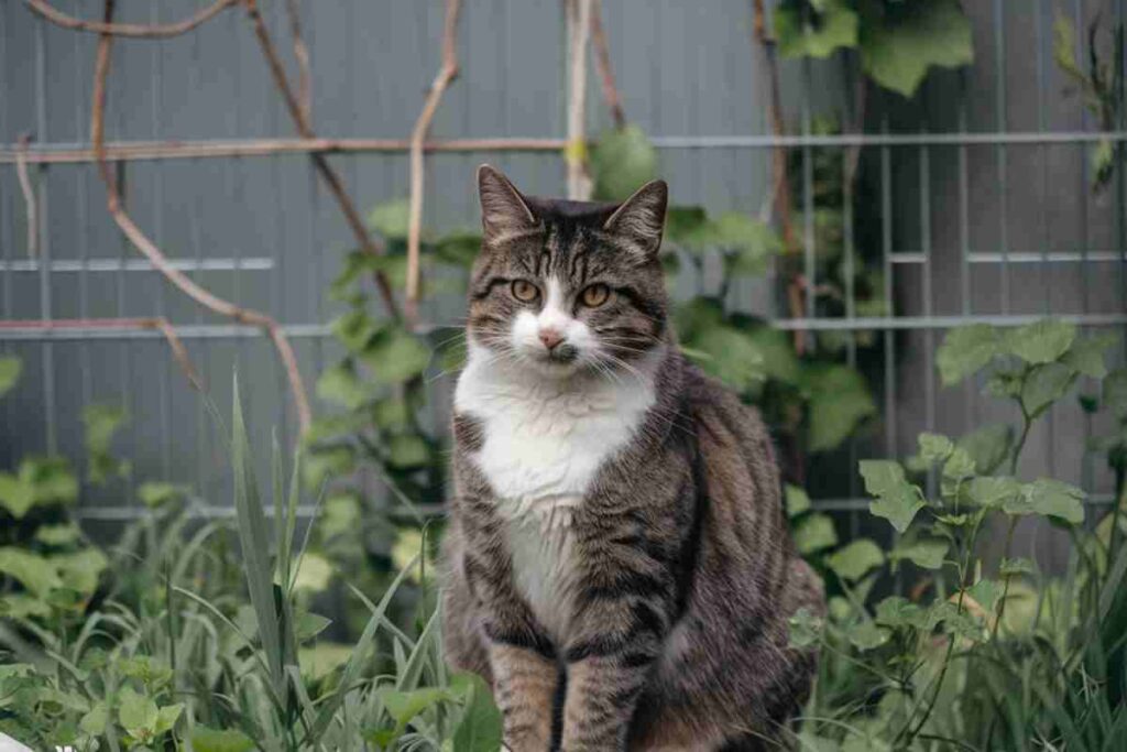 Un chat gris assis sur un muret, entouré de verdure. Il regarde fixement vers l’objectif, l’air calme et attentif