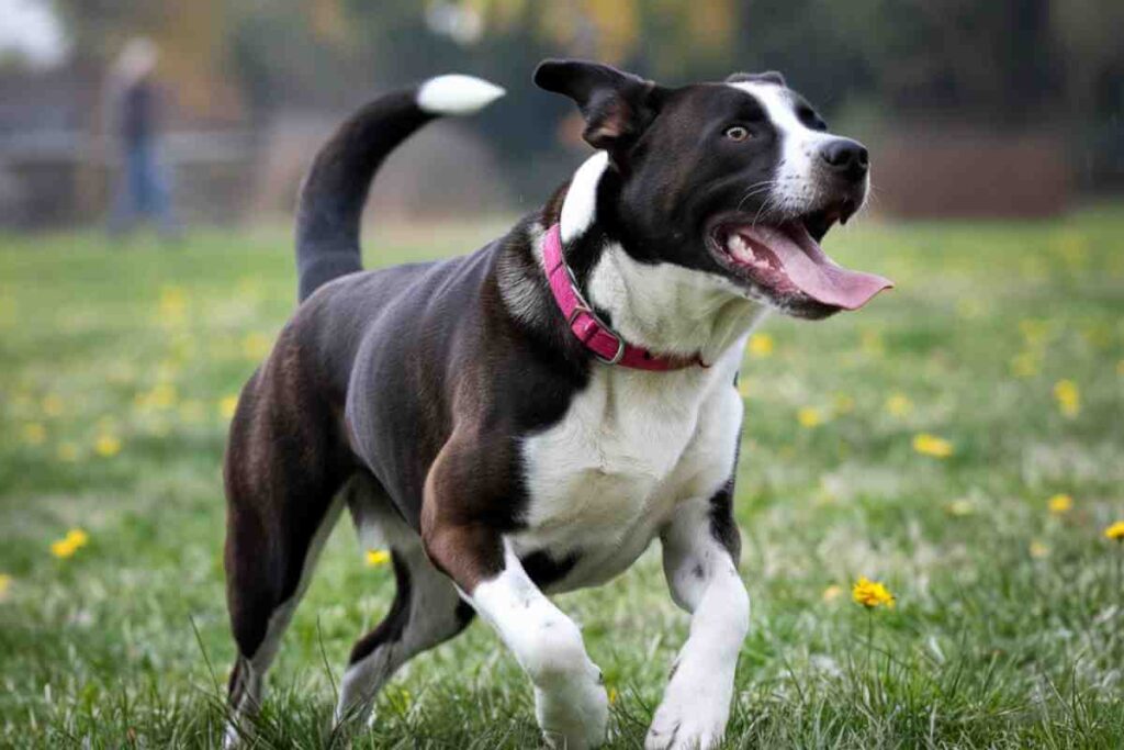 Chien aboyant en plein air, mettant en évidence le comportement d'aboiement sans raison apparente.