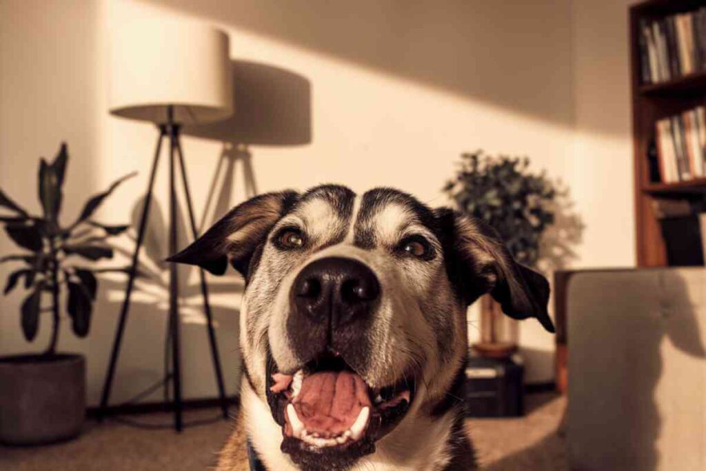 Un chien joyeux posé dans un salon moderne, symbolisant le bien-être d’un animal de compagnie dans un environnement familial.