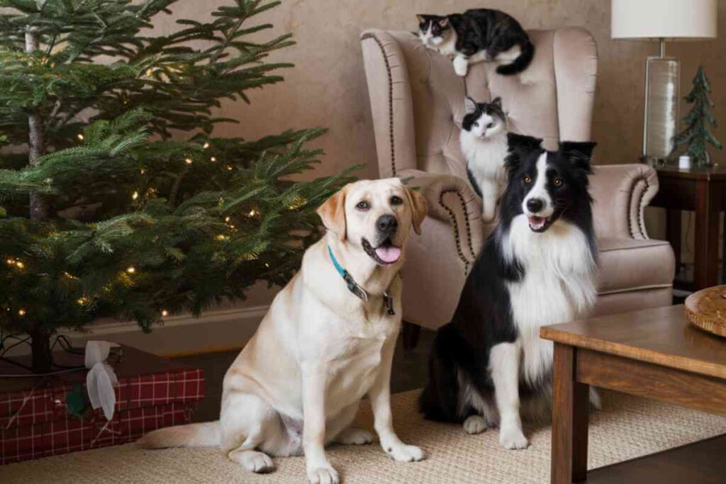 Deux chiens et un chat posés devant un sapin de Noël décoré, symbolisant les animaux de compagnie pendant les fêtes de fin d'année.