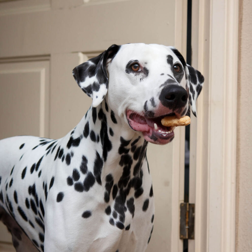 Un Dalmatien debout à l'intérieur, avec un regard malicieux, illustrant Tucker, connu pour ses escapades culinaires chez ses voisins.