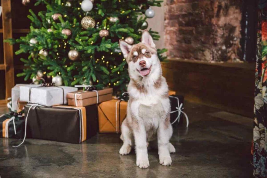 Un chien assis devant un sapin de Noël décoré, entouré de guirlandes et d'ornements festifs