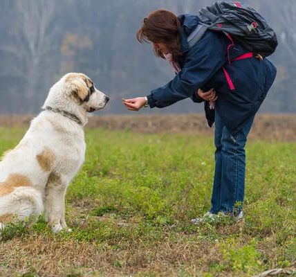 comportementaliste canin Nantes