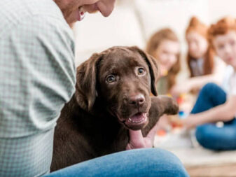 comportementaliste canin Nantes