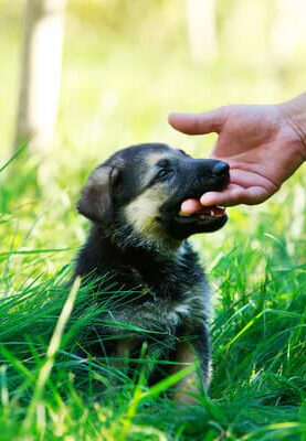 comportementaliste canin Nantes