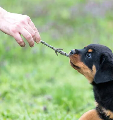 comportementaliste canin Nantes