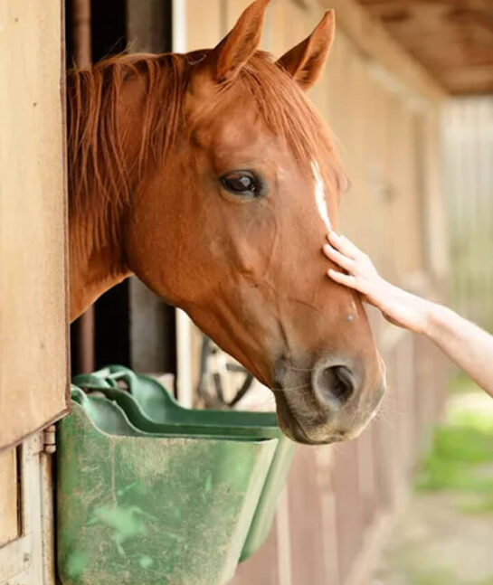 communication animale