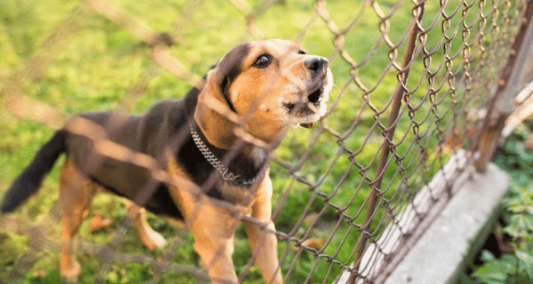 amendes propriétaires chiens