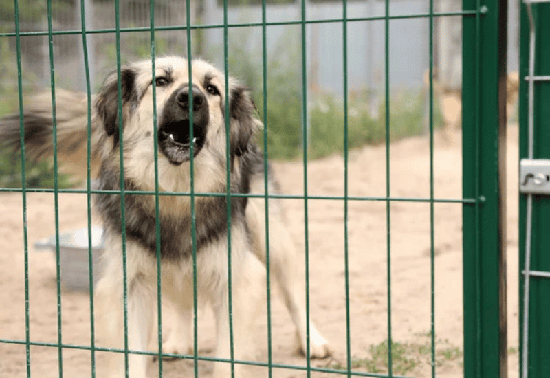 amendes propriétaires chiens