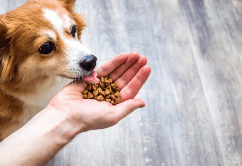 bien-être animal malgré augmentation croquettes