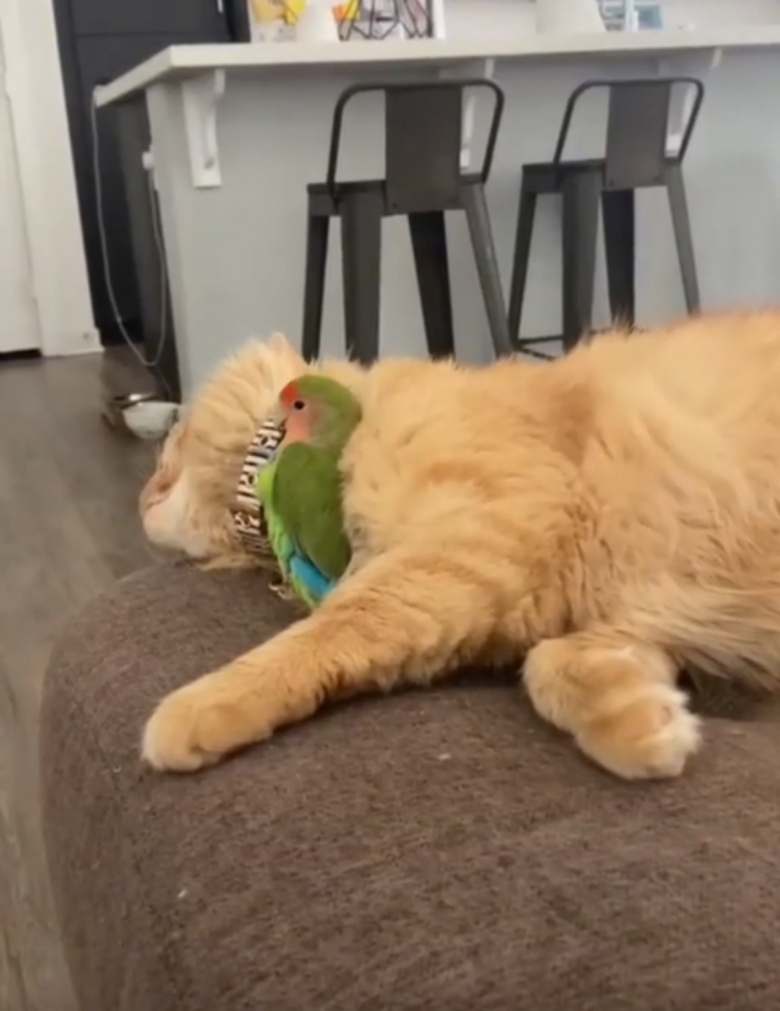 amitié entre chat et oiseau