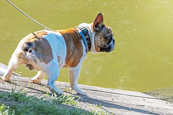 chien démarche anormale