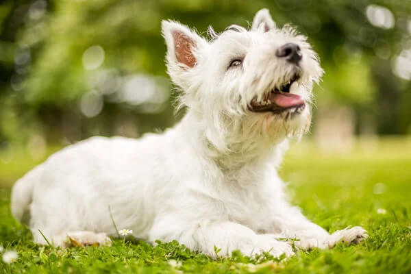 chien démarche anormale