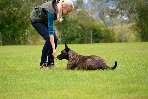 éducateur canin et féli