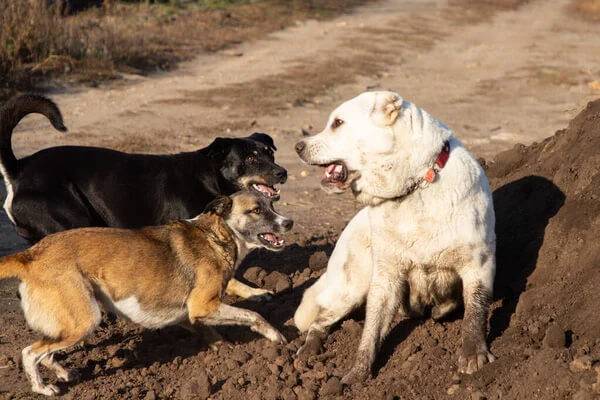 mon chien est agressif envers les autres chiens